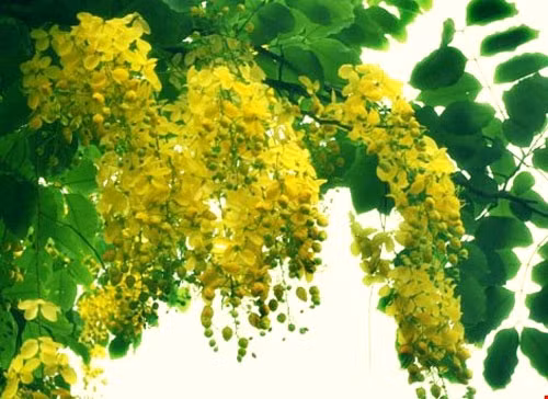 阿勃勒名称很多，但“蜂虿花”是最常见的，因为盛开时花蕊像虿花尾巴一样弯曲（图片来源：baophapluat.vn）