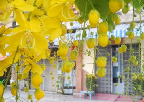 阿勃勒名称很多，但“蜂虿花”是最常见的，因为盛开时花蕊像虿花尾巴一样弯曲（图片来源：baophapluat.vn）
