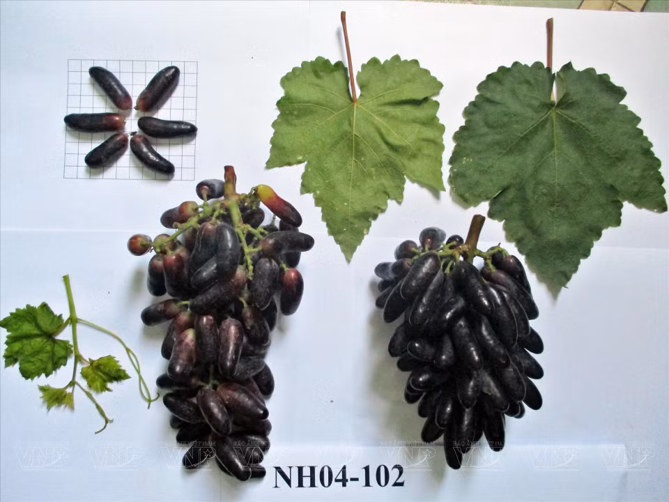 无核黑手指葡萄品种的研究、种植和开发有助于加强优质葡萄的多样化，提高国内葡萄的竞争力。图自越南画报
