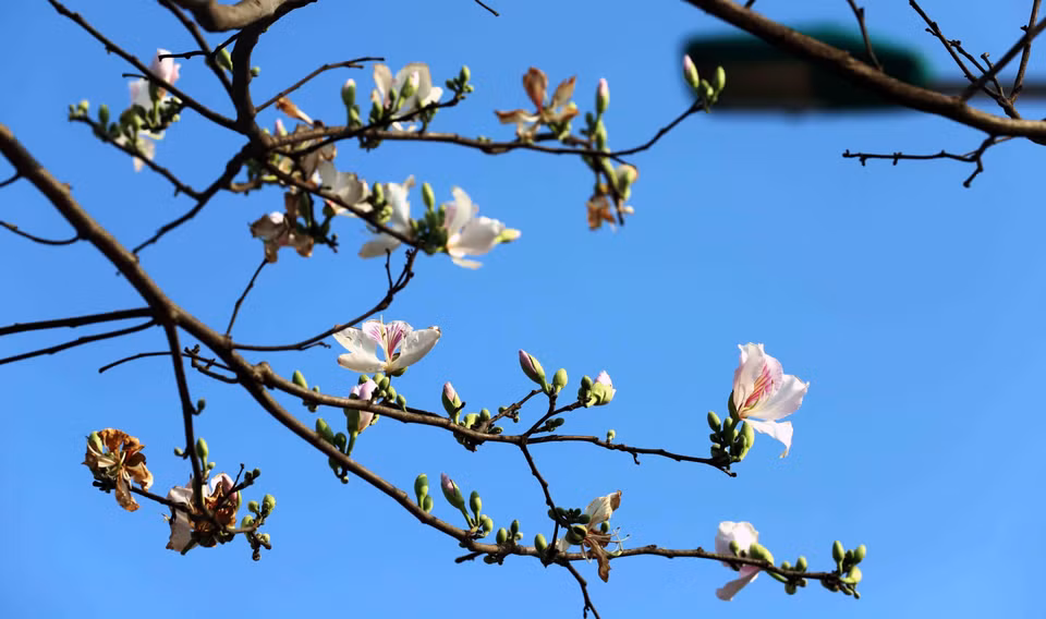 西北地区的羊蹄甲花一般呈淡紫色、深紫红色或白色，于每年2-3月盛开。图自越通社