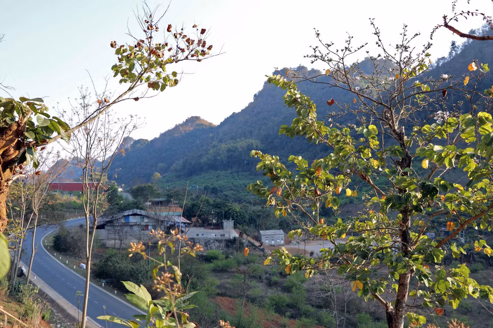 开得如火如荼的羊蹄甲花成为2月末3月初到山罗省旅游时游客不可错过的美景。图自越通社