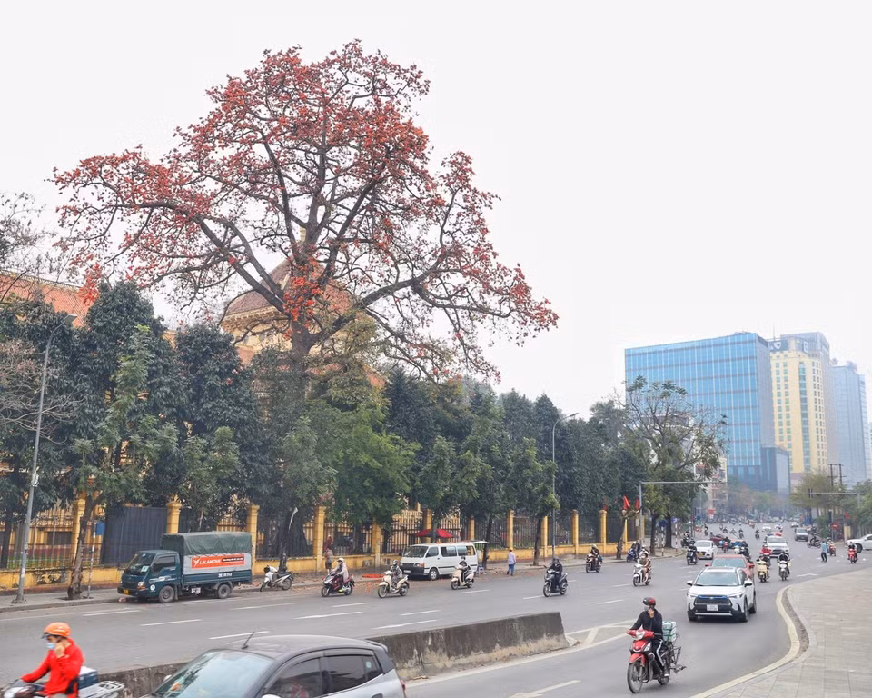 陈光凯街上木棉花绽放。图自越通社