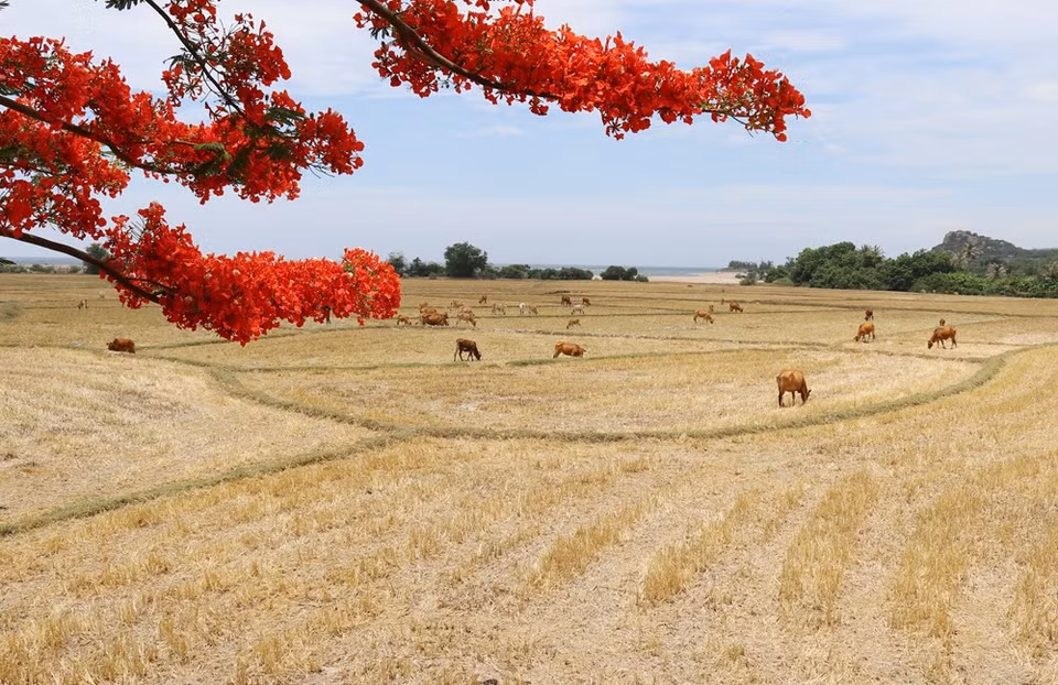 主山国家公园的宁静乡村景观。这里已成为一个旅游胜地，吸引科学家和自然爱好者前来探索特有的干旱生态系统。越通社记者 阮成 摄