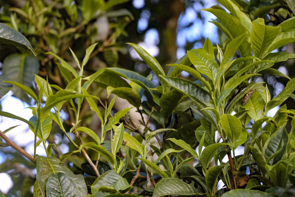 山雪茶的特点是茶叶叶片大、茶芽头大，色泽深绿，叶面覆盖着薄薄的小绒毛。图自 越通社