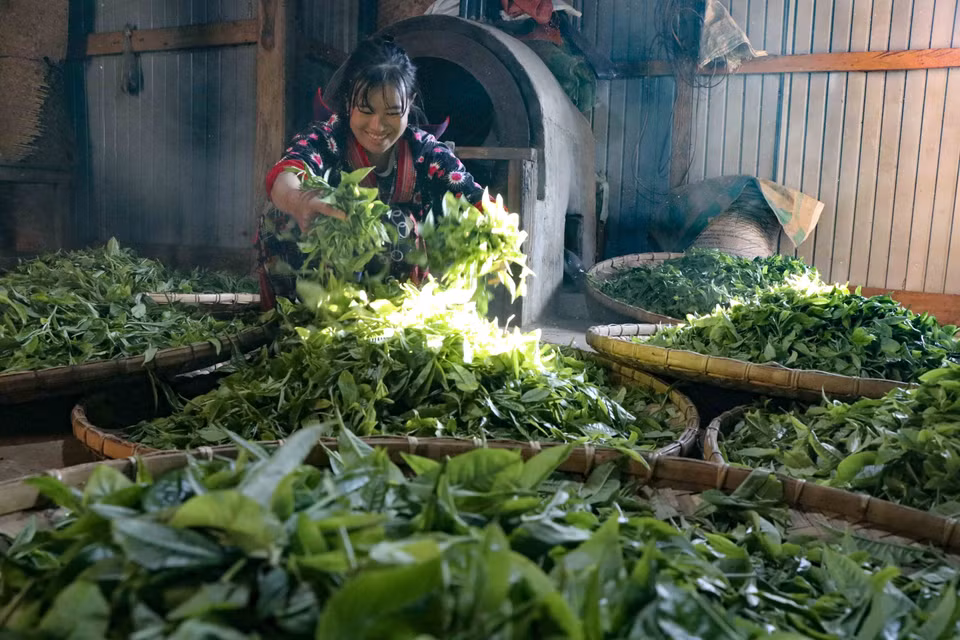 新寨村居民使用传统手工方法烧制茶叶。图自 越通社