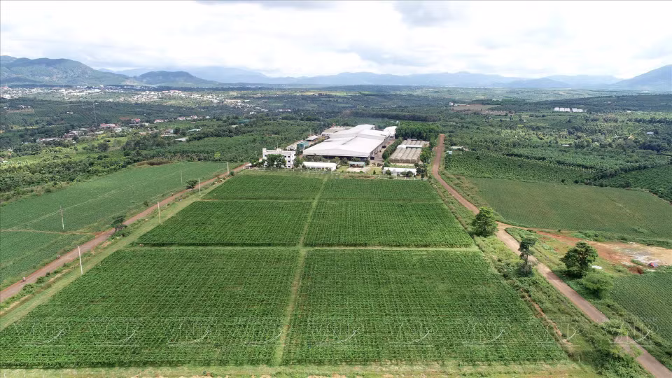 Doveco嘉莱果蔬加工中心位于嘉莱省芒阳区的原料区中心。图自越通社/《越南画报》