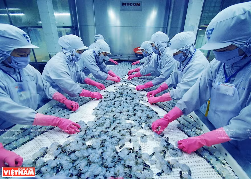 金瓯省现有28个企业的30家加工厂，年均总产量大约20万吨，对90个国家出口虾类。图片来源：越通社/越南画报