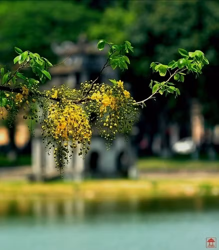 美丽的阿勃勒——还剑湖湖边少人知的花种（图片来源：vnexpress.net）