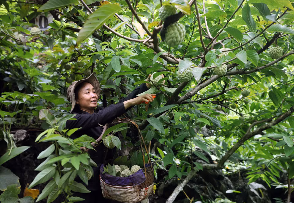 一名女工正在采摘番荔枝。图自越通社