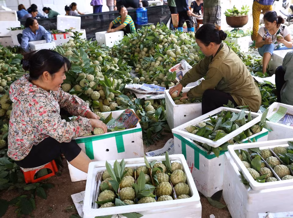 农民们正在挑选优质番荔枝运往外地。图自越通社