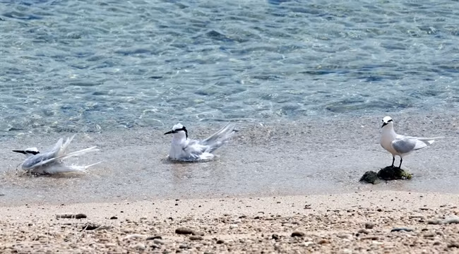 海鸥成群结队，洗浴时派一只放哨。（图片来源：越南画报）