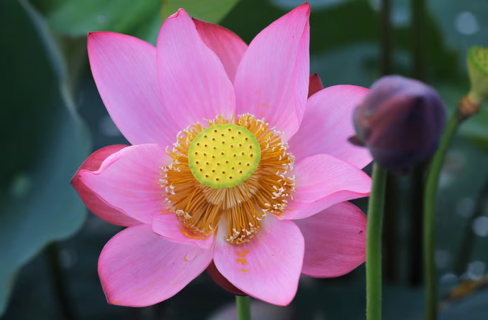 莲花的花瓣洁白如玉。（图片来源：越通社）