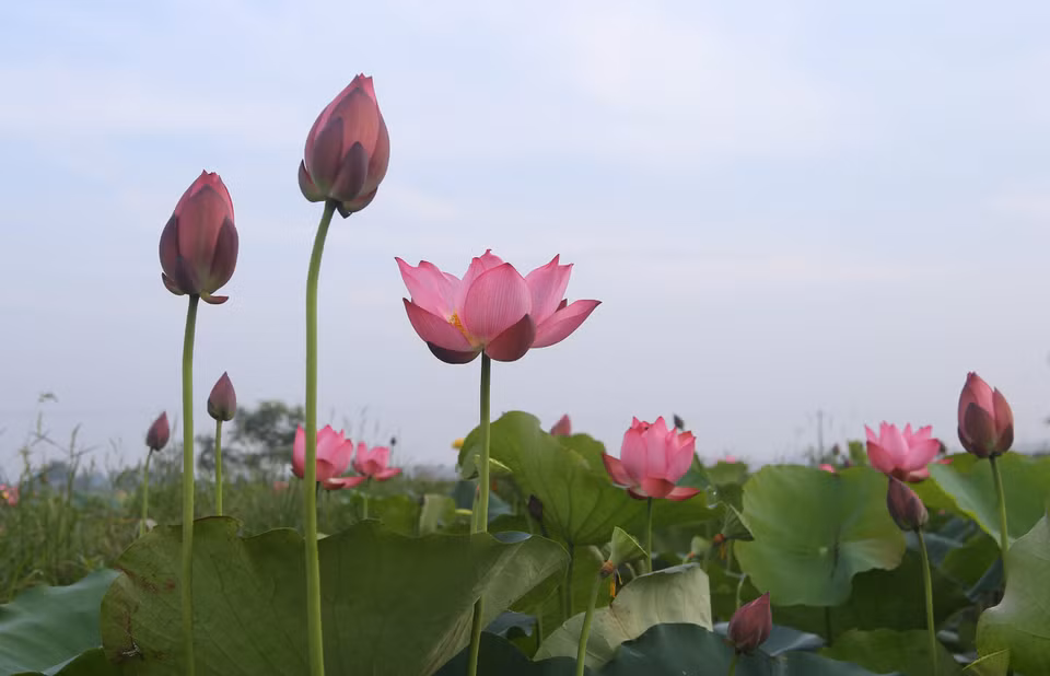 夏日莲花盛开。（图片来源：越通社）
