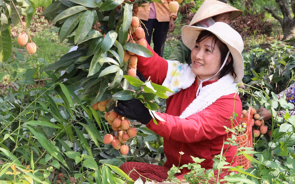 图为一名女工正在采摘荔枝。越通社记者 松林 摄 