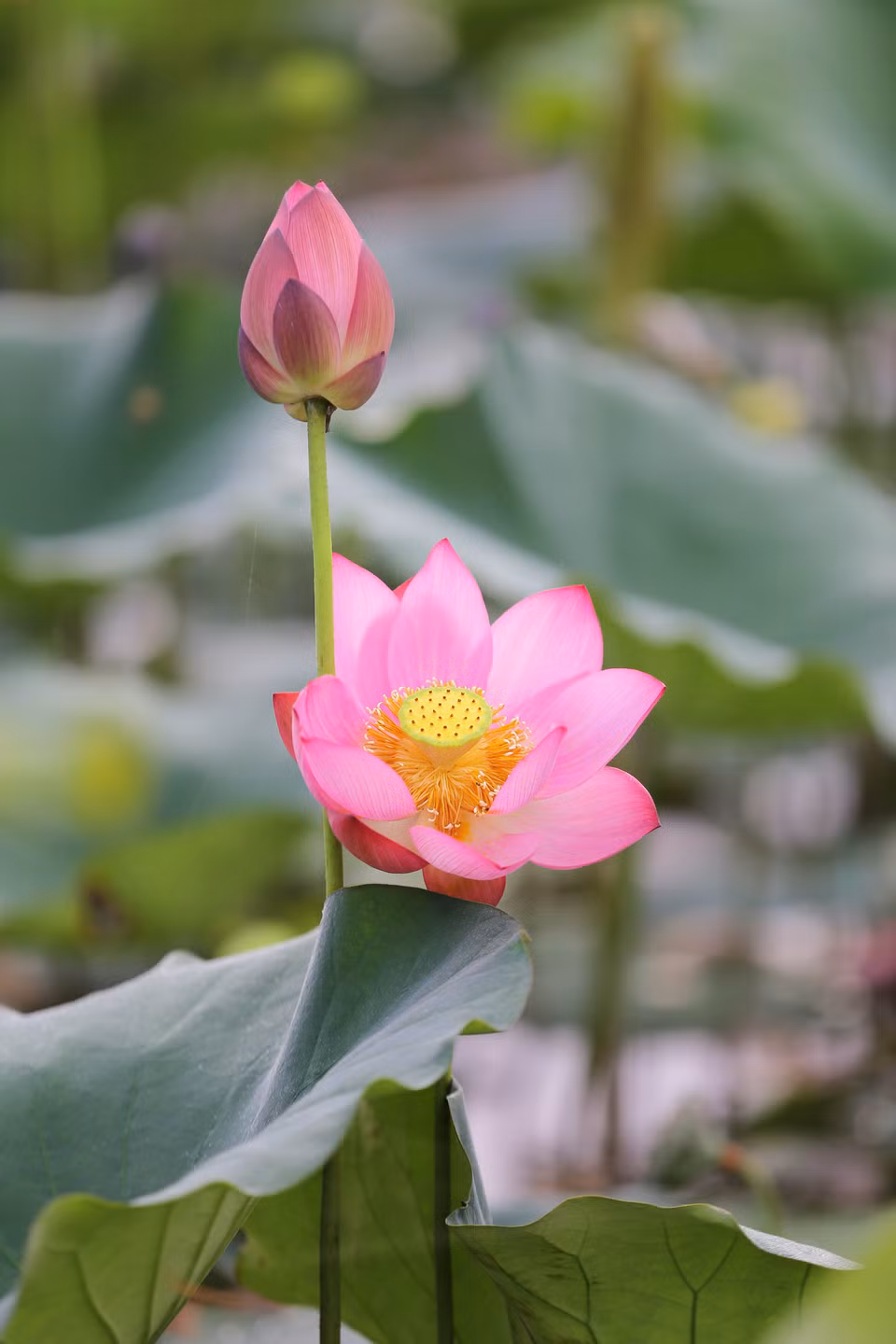 夏日莲花盛开。（图片来源：越通社）