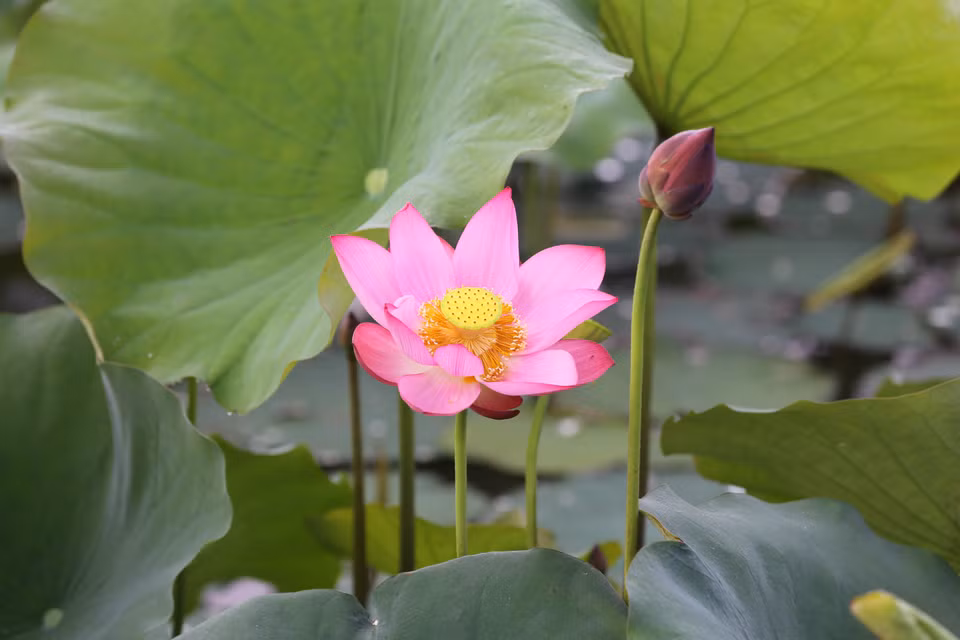 莲花的花瓣洁白如玉。（图片来源：越通社）
