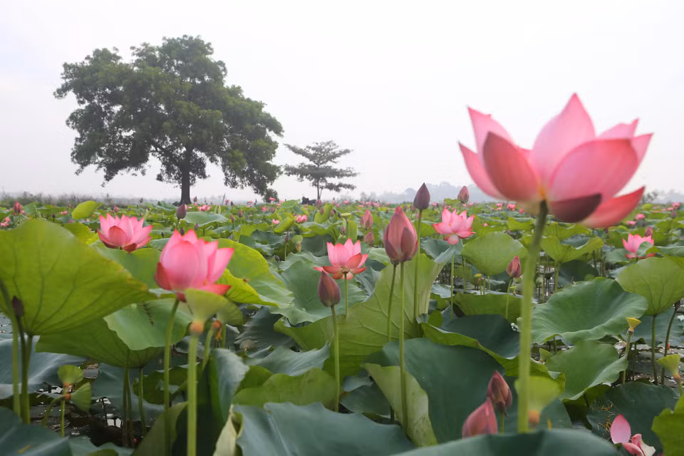 夏日莲花盛开。（图片来源：越通社）