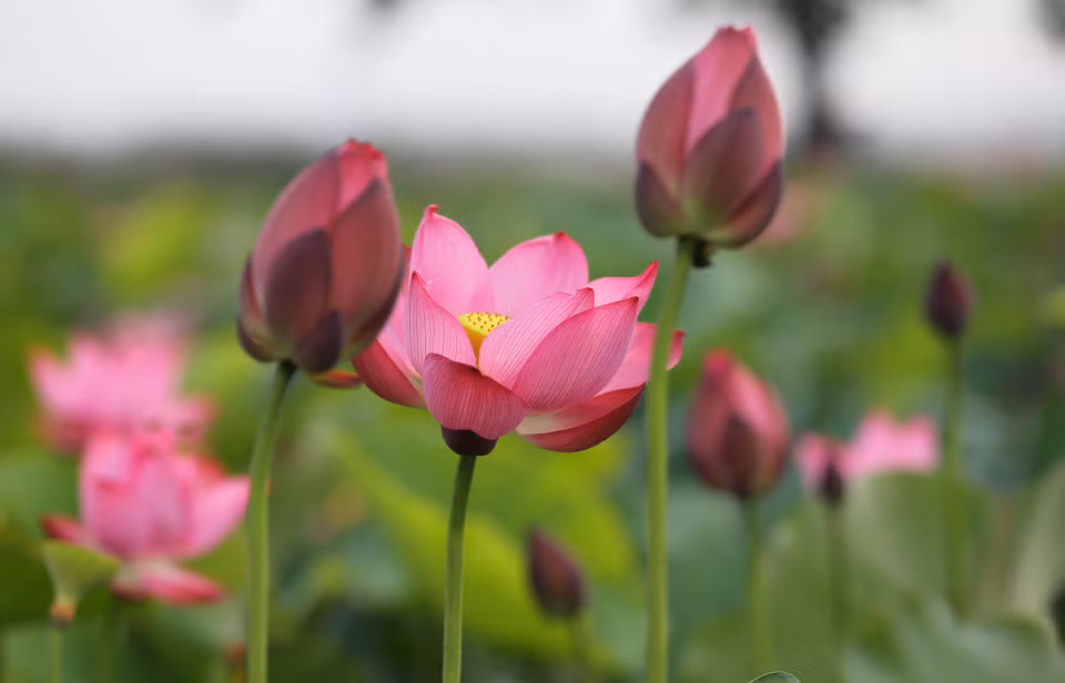 莲花被视为越南的国花。（图片来源：越通社）