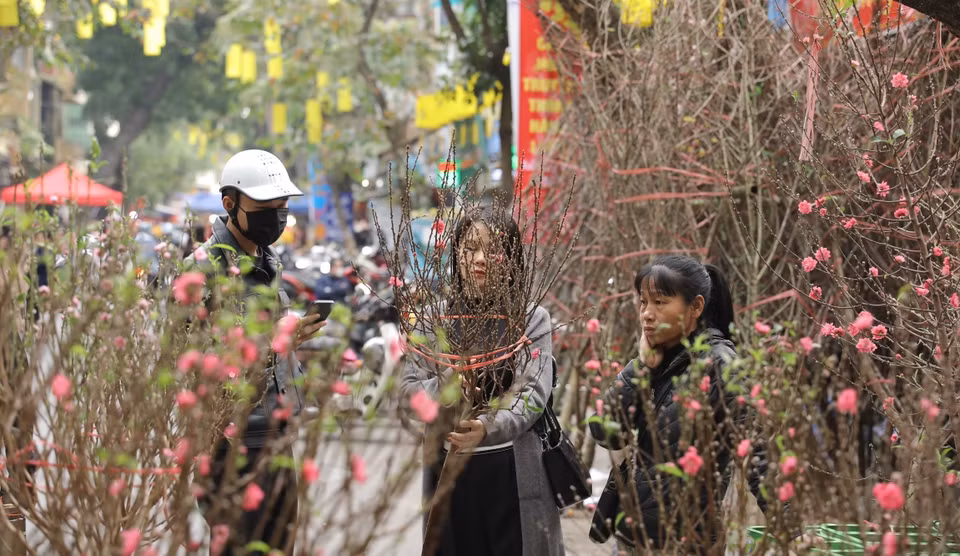 梳行街上鲜艳夺目的桃花盆景。图自 越通社
