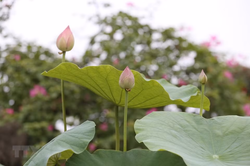 河内市纯洁无暇的西湖莲花池。越通社记者 英俊 摄