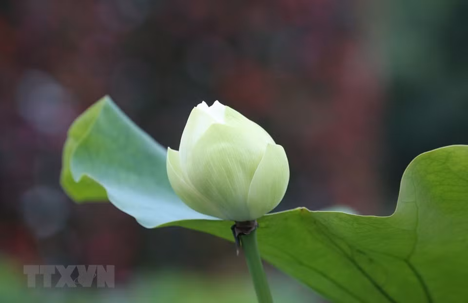 河内市西湖莲花池中的白莲花即将盛开。越通社记者 英俊 摄