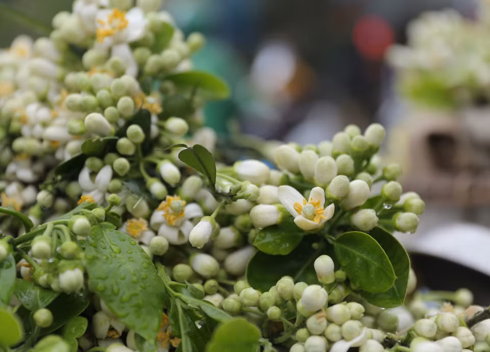 白色花瓣、黄色花蕊的柚子花，夹杂着绿色，在街道上散发出芬芳的香气。 图自越通社。