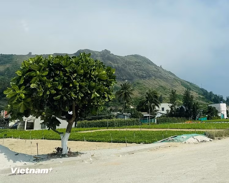 近10年后，李山岛县上种植着约3000多颗方形榄仁树。图自Vietnam+
