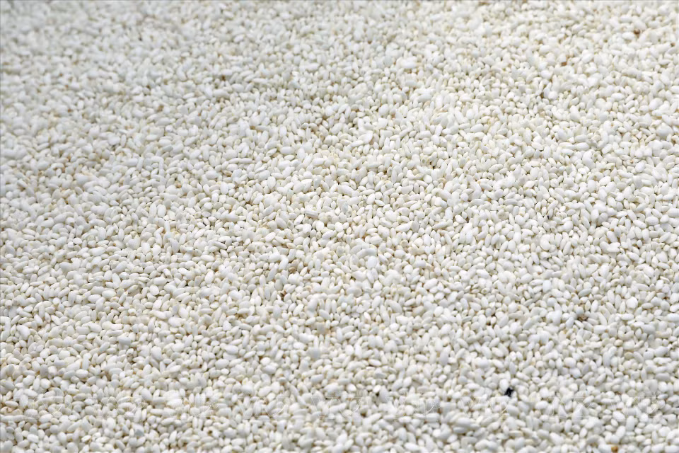 用来制作糍粑的糯米米粒饱满，口感软糯。图自越通社/越南画报