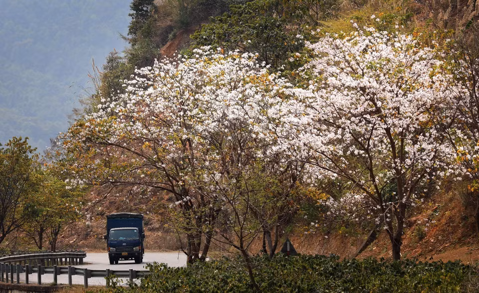 羊蹄甲花绽放迎春来，让来到西北地区的游客流连忘返。图自越通社