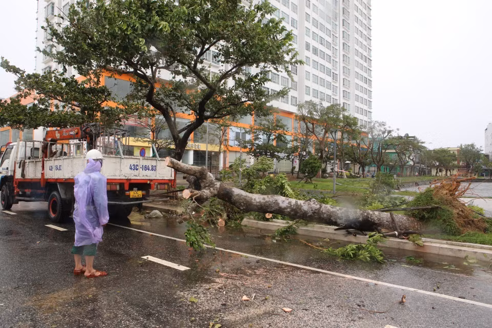 岘港市多条街道大量树木被第四号台风吹倒。图自越通社