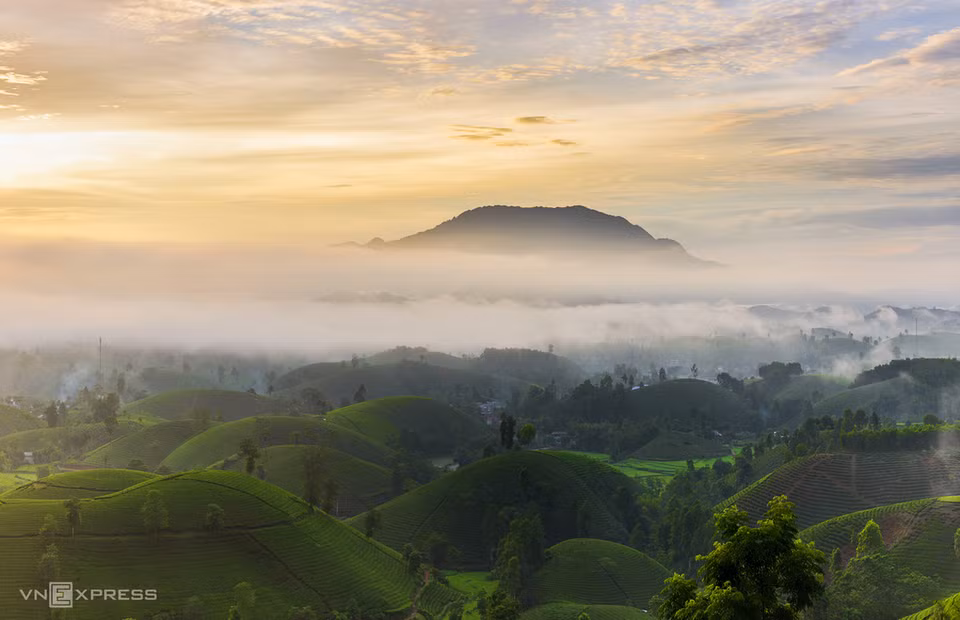 登上茶山峰顶上，在广阔的空间中，游客可把一片片绿色的茶山尽收眼底。 图自vnexpress.net