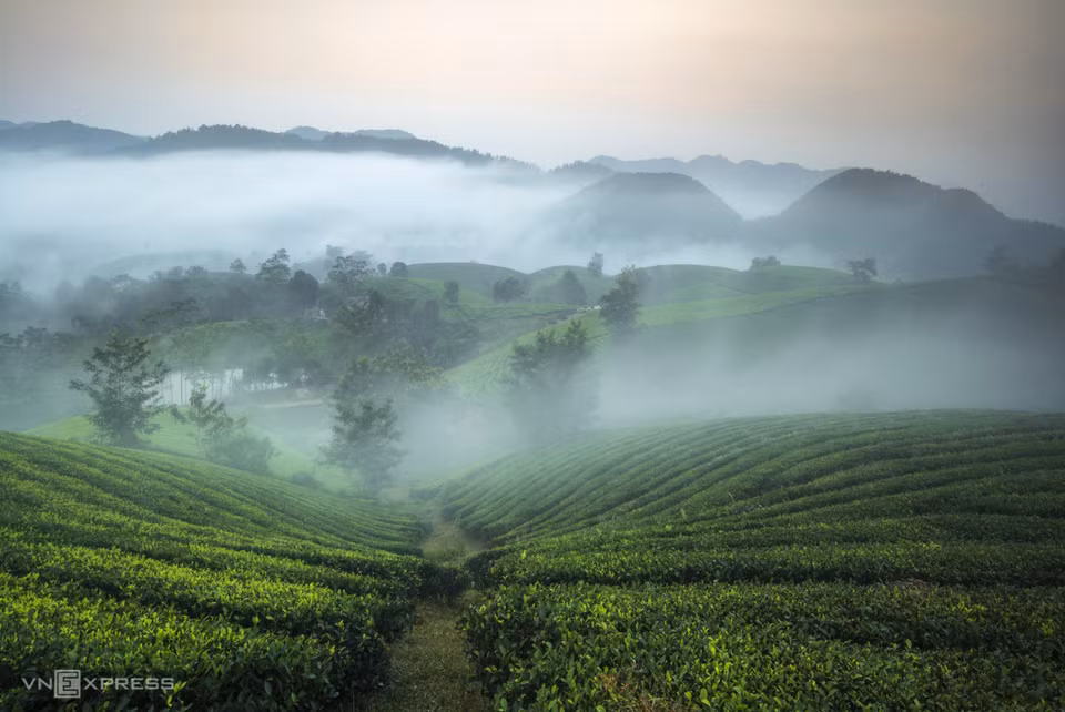 龙谷茶品牌按照 VietGAP 标准生产，提供各种优质茶品，如丁八仙茶或山雪茶。图自vnexpress.net