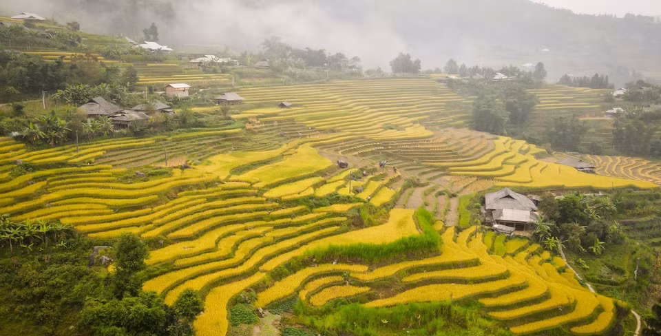 黄树肥梯田犹如铺在山林间的金色绸缎,呈现金色满坡的丰收景象。图自 越通社