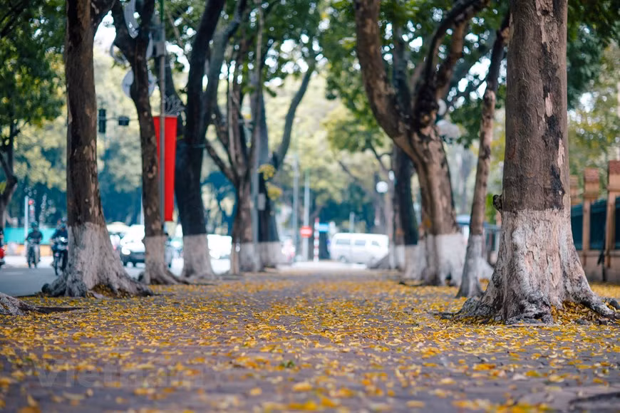 百合花季节还没结束，河内又迎来“人面子叶落季节”。这种特别的植物不在秋季，而在春夏交接之时更换叶子。初夏，黄色人面子叶落满街头，似乎给河内多条街道换上新装。黄色人面子叶铺满地上，编织出黄色的毯子。图自Vietnam+