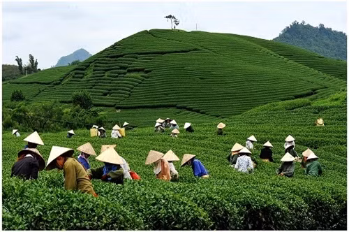 茶叶采收。