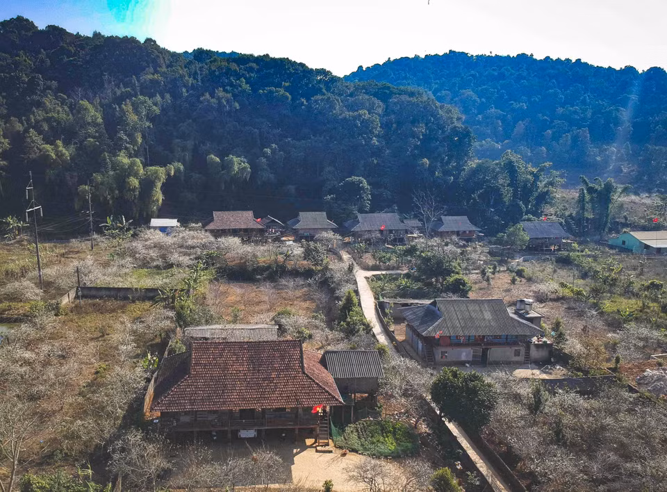 从高空俯瞰美丽如画的纯白李花风景让游客叹为观止。图自越通社