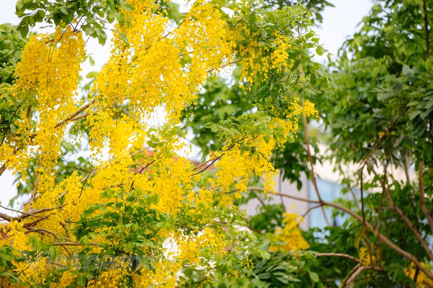 腊肠树是一种落叶乔木，高可达15米，初夏满树开着金黄色花，花瓣随风如雨落，故被称为“黄金雨”。路径首都各条街道，人们都要留下脚步，欣赏路边满天盛开的金黄色腊肠树花，它那美丽的花，将街景点缀得如梦似幻，黄色花蕊圆润得像一颗颗金色的珍珠，而一片片花瓣紧密地簇拥在一起，形成一串串花絮，垂帘而下，灿烂一片。图自Vietnam+