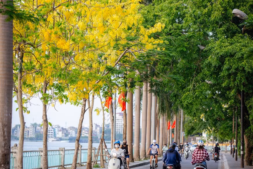 越南嘉莱、昆嵩、得乐、芽庄、大叻、岘港等地区均有栽培这种树。腊肠树又称阿勃勒。它的作用繁多，花朵呈黄色，开花时满树黄花，分外美丽。在越南，这种树还素有Osaka和黄花Osaka等名称。黄色花蕊圆润得像一颗颗金色的珍珠，而一片片花瓣紧密地簇拥在一起，形成一串串花絮，垂帘而下，灿烂一片，迎风摇曳。图自Vietnam+