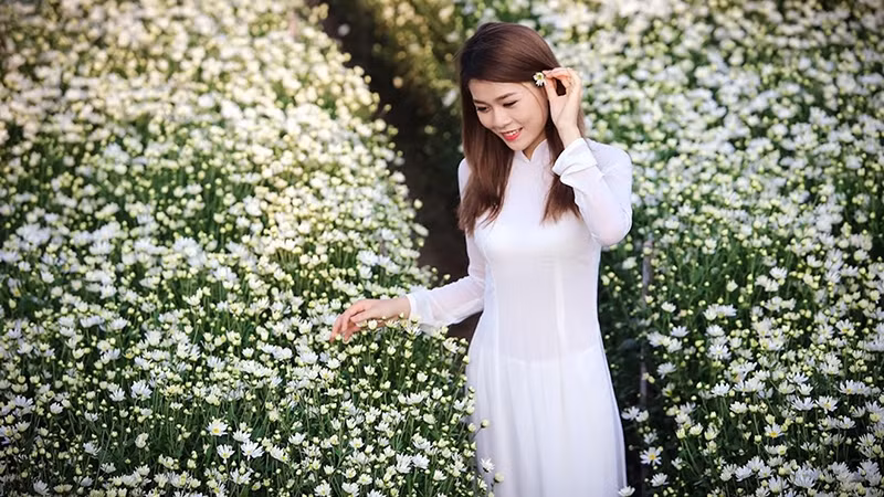 雏菊花——河内初冬的花朵。（图片来源：人民报网）
