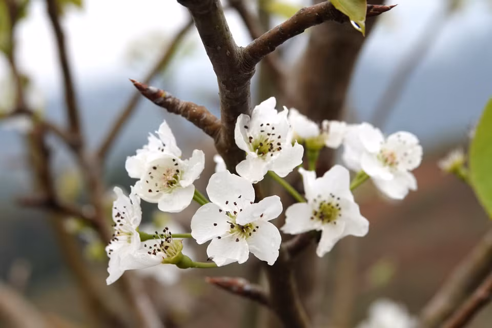梨花怒放一树白，纯白似雪，构成如画如诗的花圈，无穷魅力。图自越通社