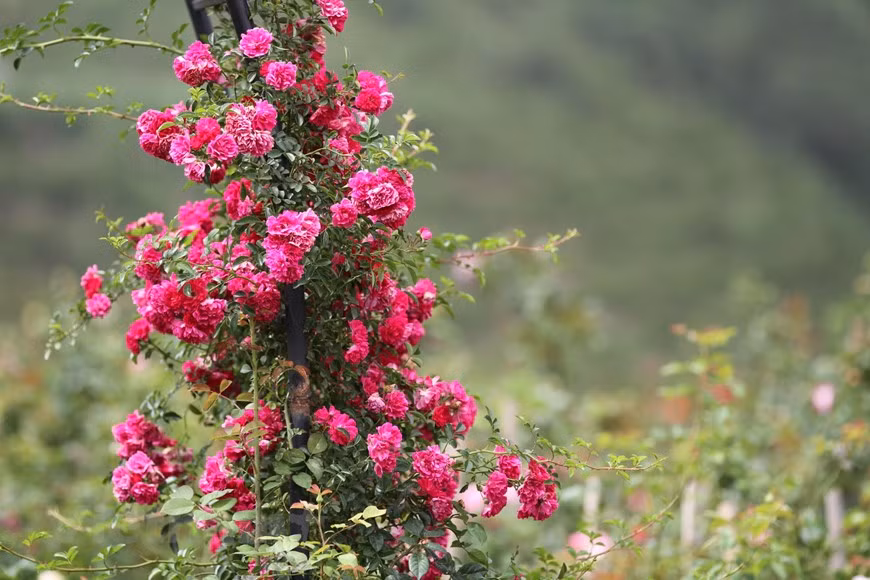 红色爬藤玫瑰于每年4、5月份开花，成为沙坝玫瑰旅游节的亮点。图自越通社