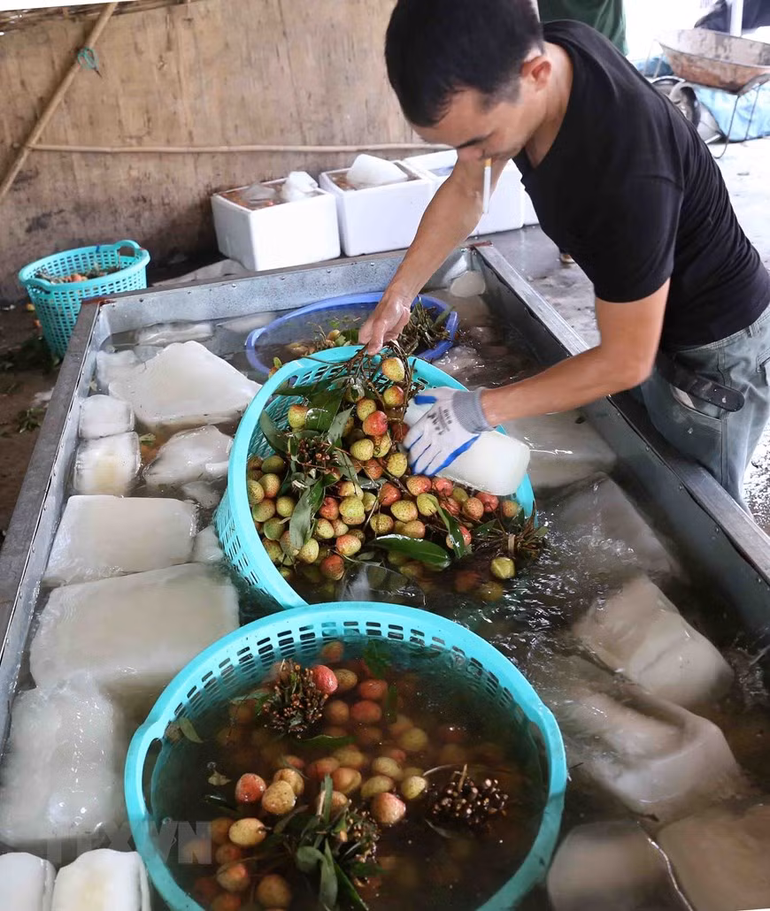 员工用冷水对新鲜荔枝进行清洗，然后放在泡沫盒。越通社记者 武生 摄