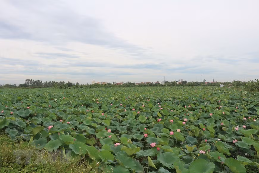 目前，专外乡莲子种植户20户，每户莲子种植面积为4-5公顷。图自越通社