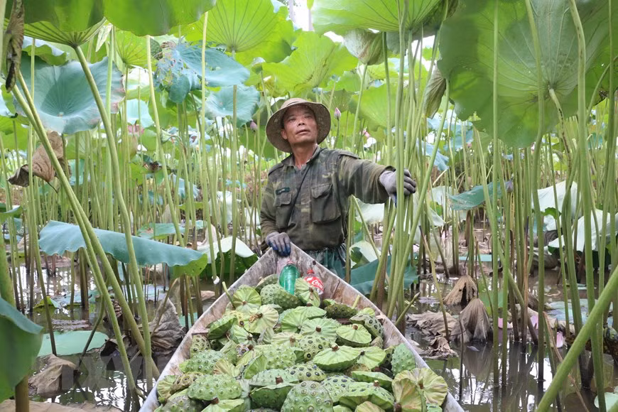 到收割季节时，农民们要从早晨5时起床去割莲子。图自越通社