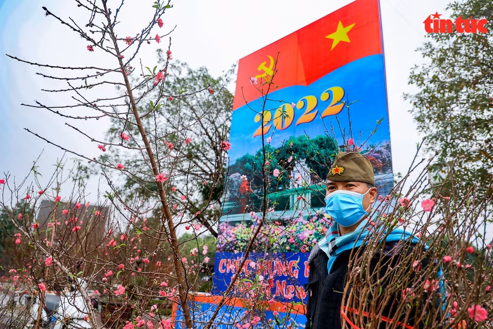 河内市络龙君花园里的桃花盛开鲜艳欲滴。图自越通社信息报