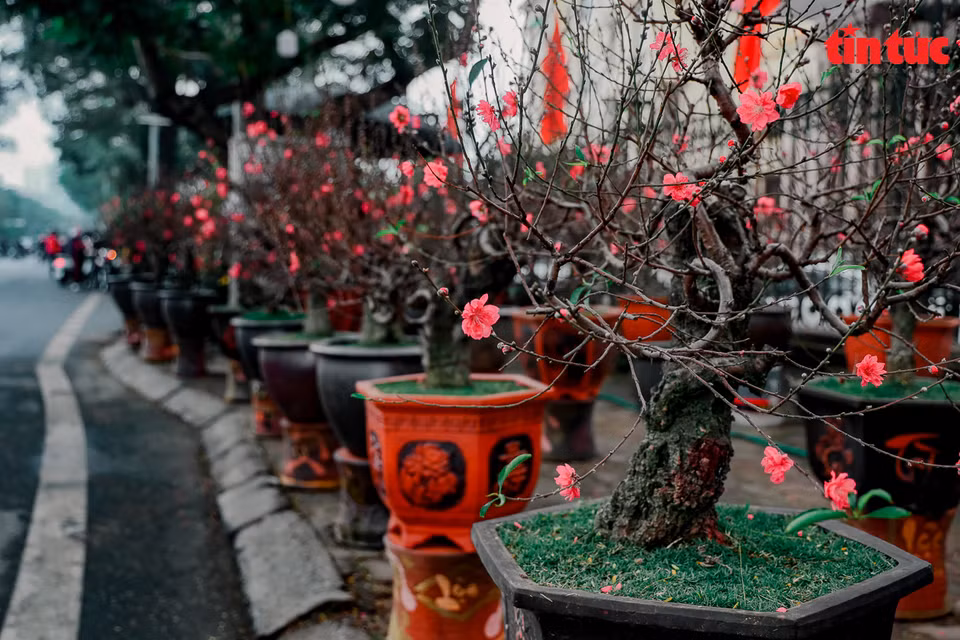 河内市络龙君花园里的桃花盛开鲜艳欲滴。图自越通社信息报