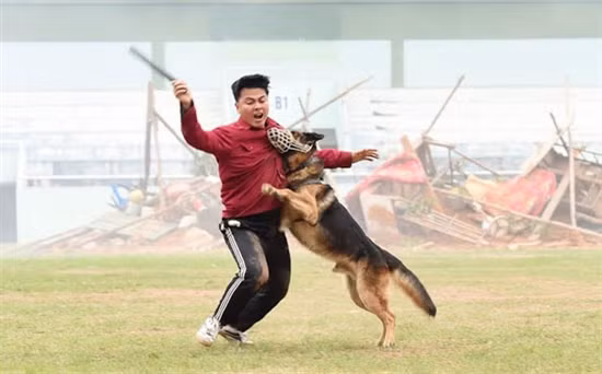 军犬抓捕“罪犯”。（图片来源：越南《人民军队报》）