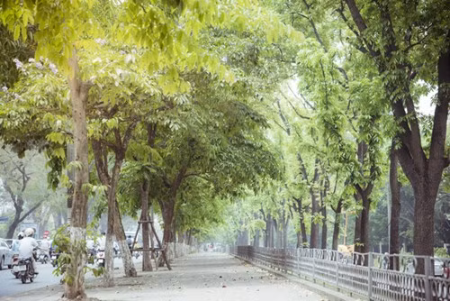河内季节交接之间一般延长几个星期。走在落叶的树行下，瞻仰大自然母亲赋予的美丽瞬间，离开热闹的生活节奏，眼前只剩下一个宁静和祥的河内。（图片来源：《人民军队报》）