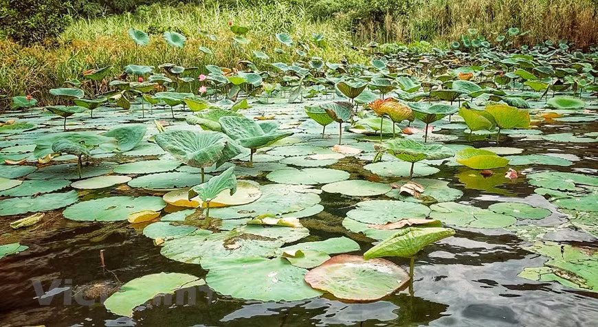 除了雄伟壮观的喀斯特地貌及流经山谷的河流和溪泉，长安还拥有丰富的原始植物生态系统、森林和湿地生态系统。图自Vietnamplus