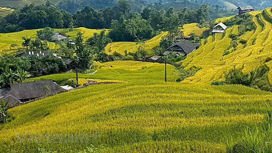 梯田最妙的在于不同的角度，从不同高度可以欣赏到不同的美景。金黄色的千层梯田呈现出斑斓多彩的美景。图自越通社